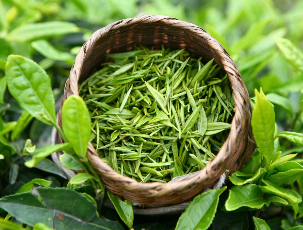 zielona herbata własciwosci